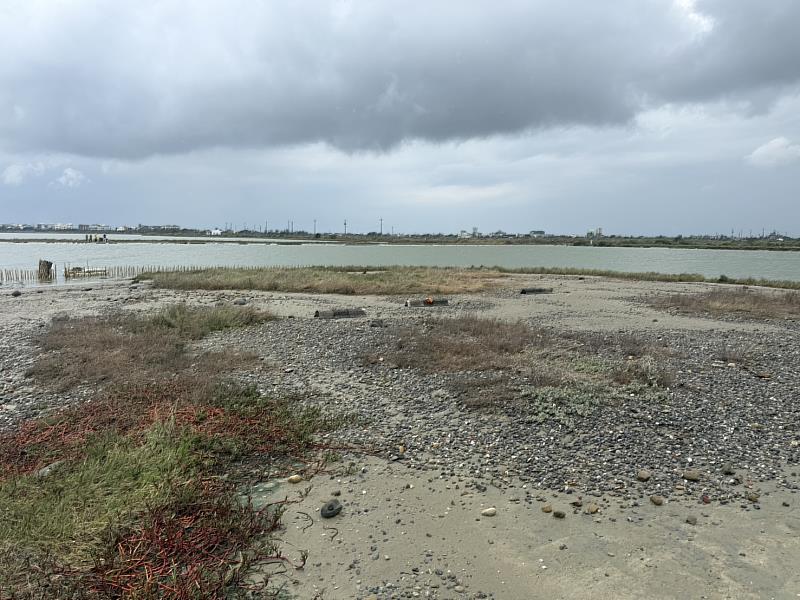 嘉義布袋鹽田設立護鳥圍籬 守護小燕鷗重要繁殖棲地