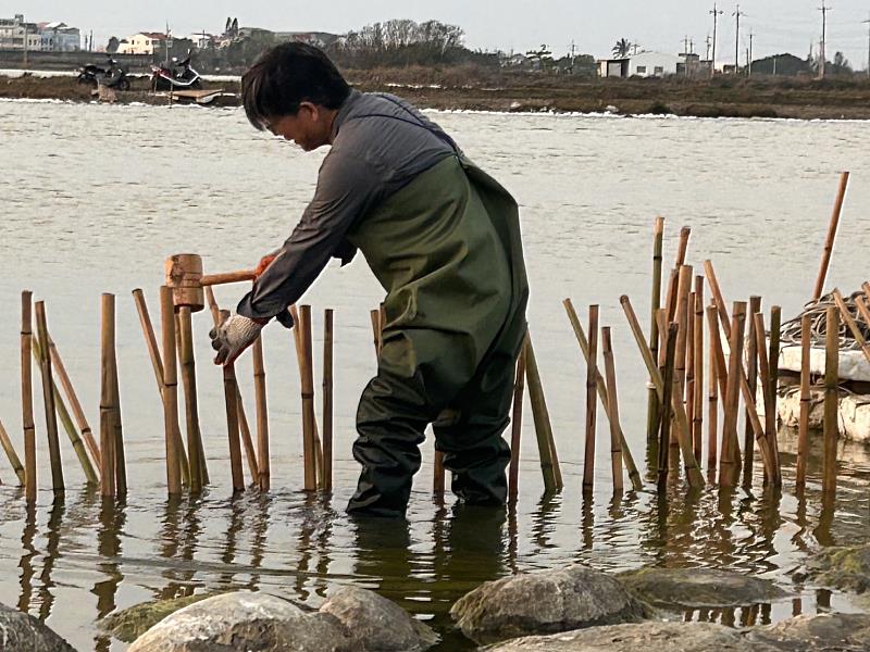 嘉義布袋鹽田設立護鳥圍籬 守護小燕鷗重要繁殖棲地