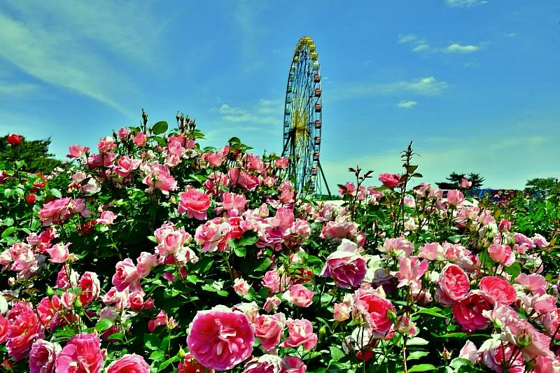 常陸玫瑰花園由3個區域組成，您可以欣賞到各種形狀、顏色和香味的玫瑰。
