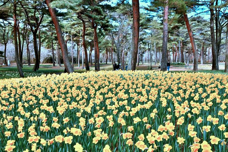 水仙最佳觀賞時期為3月下旬至4月中旬， 在松樹下，黃色和白色的水仙花綿延不斷的風景是這個地方獨有的美景。