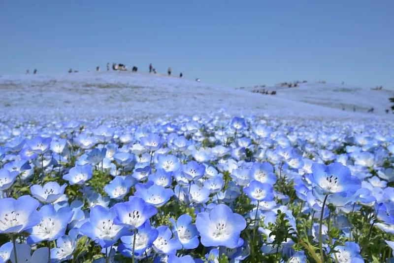 盛開的粉蝶花把見晴之丘的一面染成藍色的地毯，與藍色的天空相連，簡直是絕景。