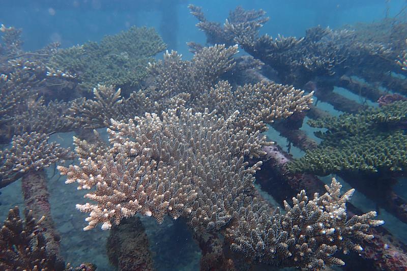 海大與富邦人壽推動海洋保育產學合作計畫,帶領企業志工關懷珊瑚生態復育需求。