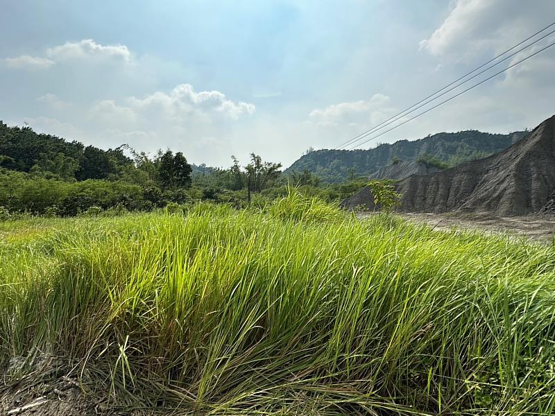 約80-100公分的濃密白茅草生地是草鴞最偏好的棲地樣態。