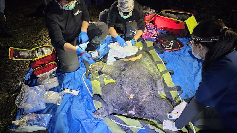 野灣野生動物醫療團隊現場進行緊急醫療處置