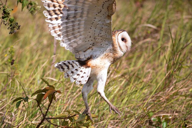 暱稱為「蘋果鳥」、「猴面鷹」的草鴞是瀕臨絕種保育類野生動物，在地面築巢的他們在臺灣常常面臨棲地不足的壓力。