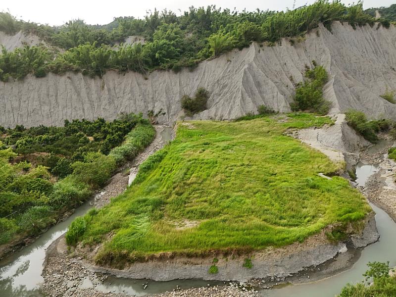 經過整地清除外來入侵種與刈草管理，白茅草逐漸生長遍布整塊棲地。