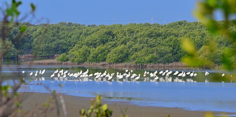 特定時期在魚塭、農田或濕地維持適當水位，使水體得以長時間存在，營造穩定的濕地環境，提供水鳥（如黑面琵鷺）覓食、棲息及避冬所需棲地。（郭東輝攝）