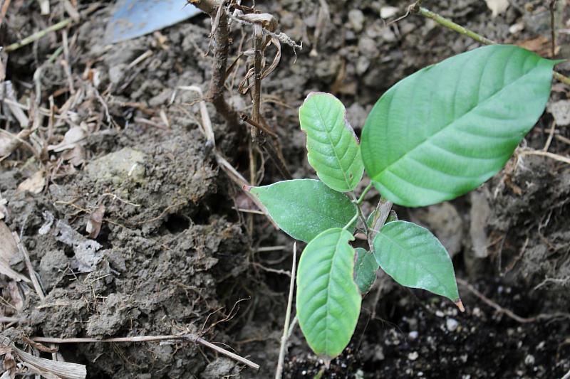 登吉紅柳桉栽植完成。