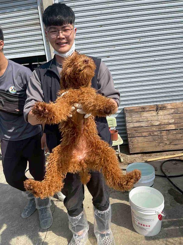 嘉縣近期查獲兩起犬隻疑遭割聲帶案 已移送偵辦
