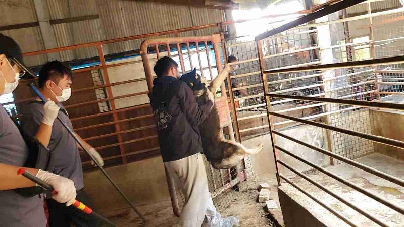嘉縣近期查獲兩起犬隻疑遭割聲帶案 已移送偵辦