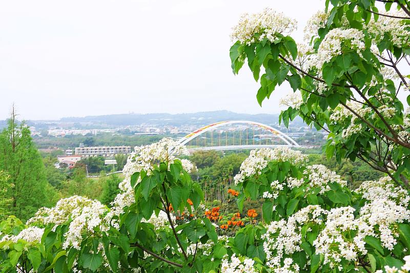 「不約而桐．義起來嘉」2026桐花祭 4月18、19日邀您一起來嘉賞桐祈花-資料畫面