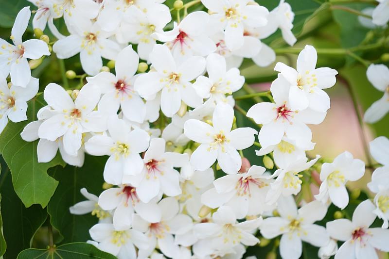 「不約而桐．義起來嘉」2026桐花祭 4月18、19日邀您一起來嘉賞桐祈花-資料畫面