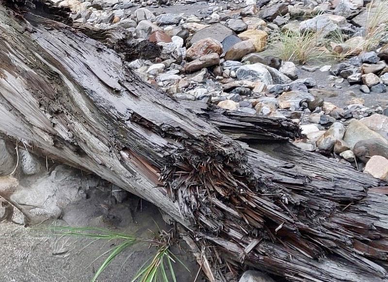 漂流木經沖刷與碰撞後外觀多有磨損情形，將進行材種辨識、註記與檢尺作業等。