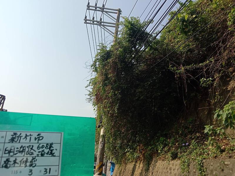 明湖路喬木修剪前後。