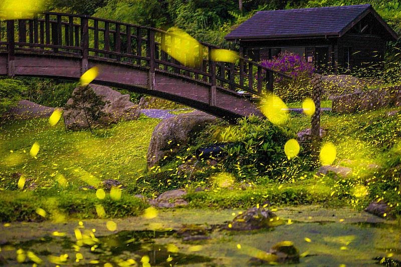 嘉義縣螢火蟲季推出推廣生態教育的注音版導覽摺頁