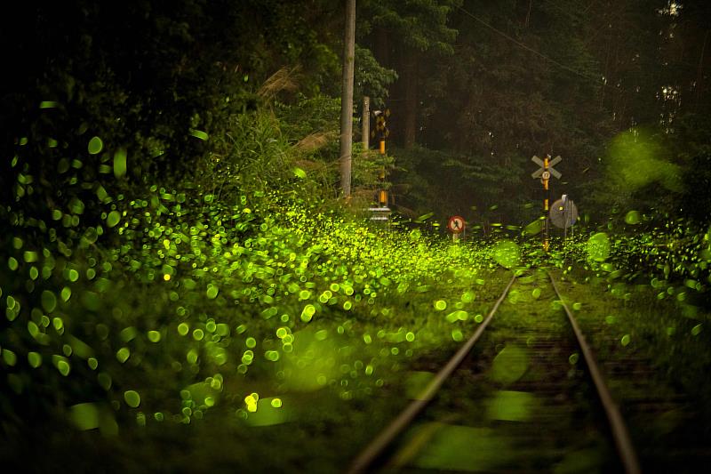 嘉義縣螢火蟲季推出推廣生態教育的注音版導覽摺頁