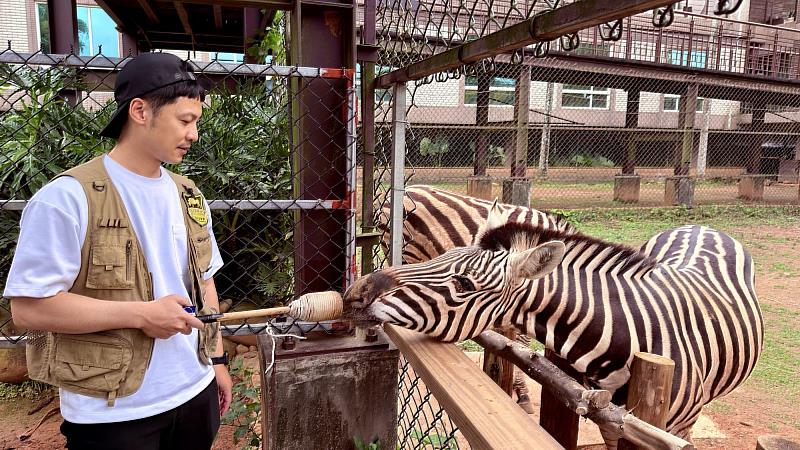 專案中也包含超受歡迎的斑馬生態體驗，可近距離認識查普曼斑馬，超級療癒。圖/六福旅遊集團提供