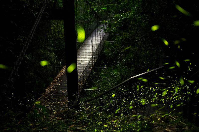 迷糊步道螢火蟲。