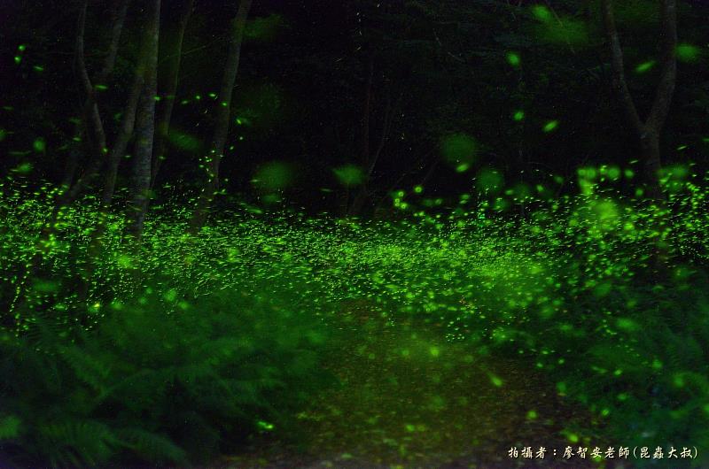 惠蓀林場賞螢季登場。圖片來源:廖智安