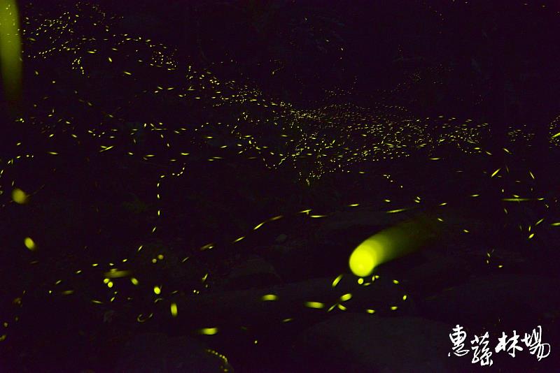 惠蓀林場賞螢季登場。圖片來源：惠蓀林場