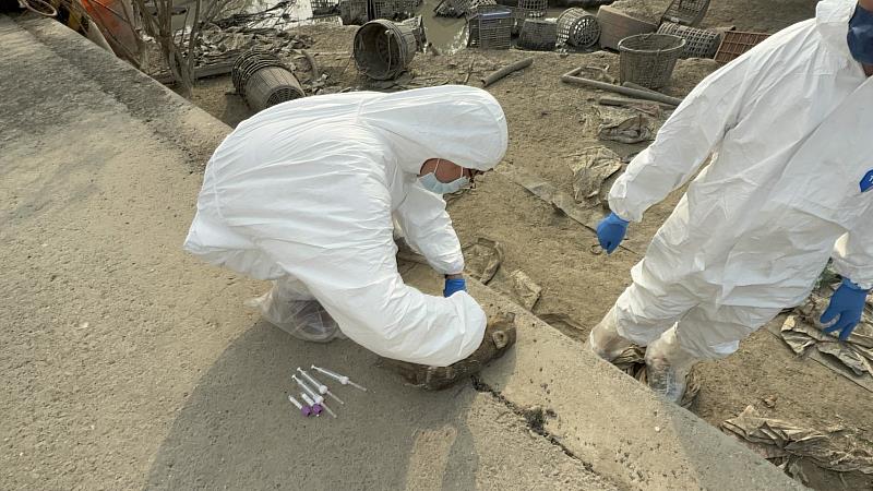 違規廚餘養豬屢勸不聽 嘉縣重罰346萬並限期清除豬隻