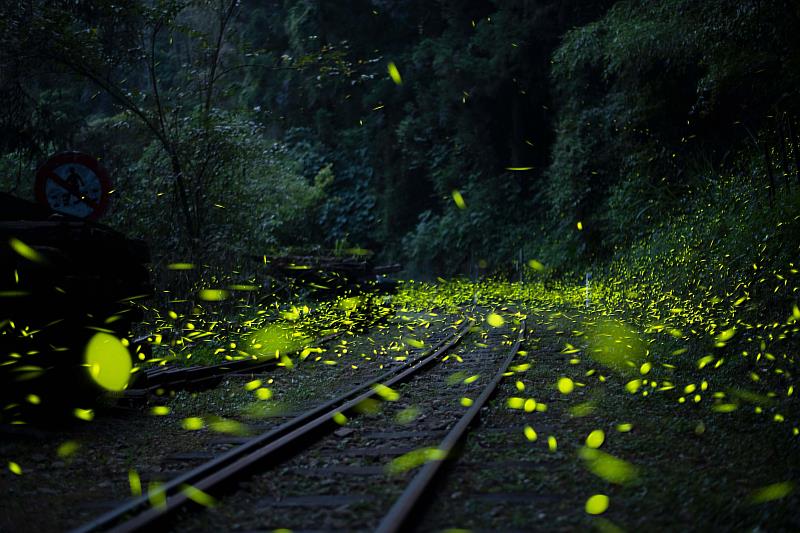 竹崎鄉－奮起湖螢火蟲