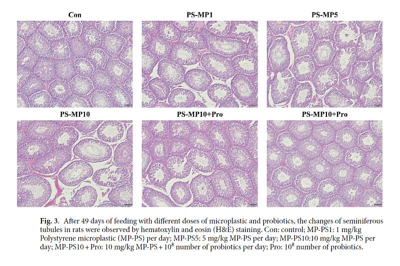經由大鼠細精管組織切片觀察發現，長期暴露於微塑膠環境下會影響結構完整性，研究顯示實驗組（PS-MP10+Pro組）能有效維持組織穩定度並減緩結構變異。