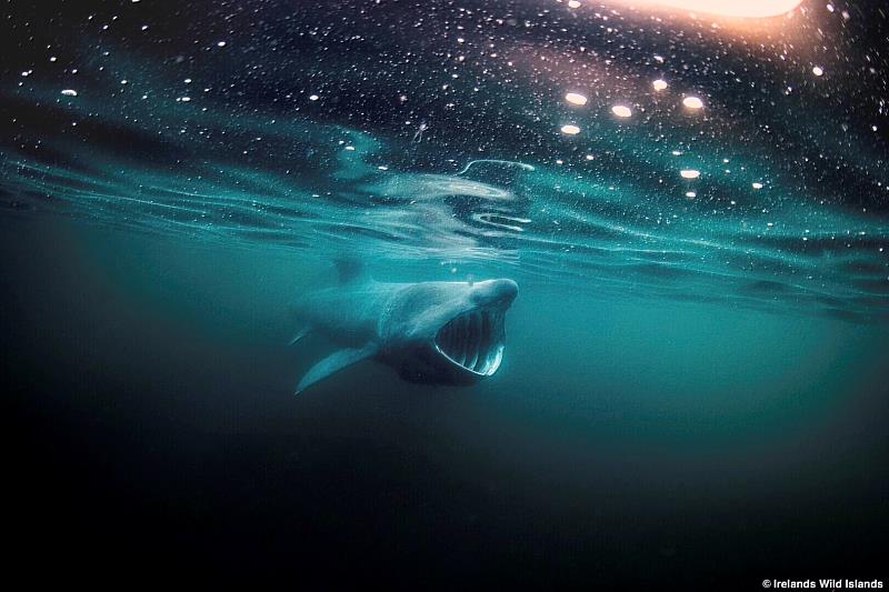 第十五屆野望國際自然影展精選作品劇照-《愛爾蘭野性之島》