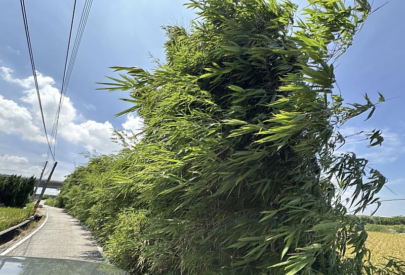 清水沿海地區常以烏葉竹及林投作為防風林之樹種