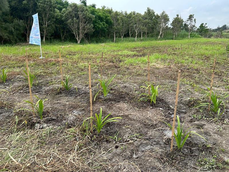 今日共同種下林投苗木建構防風林，為草鴞營造友善棲地環境。