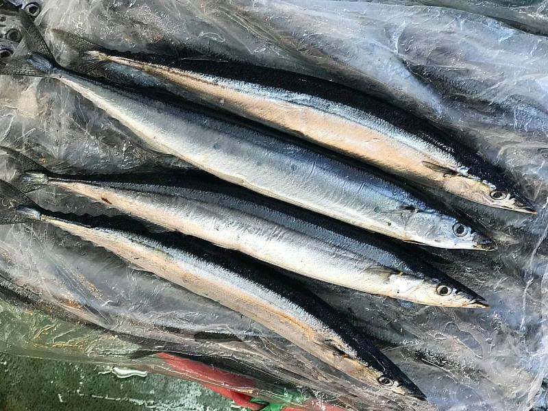 秋刀魚