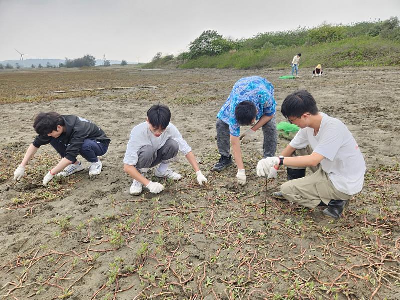 清除海馬齒可恢復開闊灘地，改善臺灣旱招潮棲地。