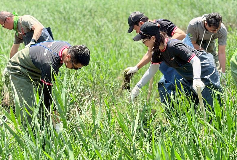 圖二、 荒野保護協會志工現場解說與示範，帶領星展銀行（台灣）團隊實際下灘地進行棲地維護作業，親手清除蘆葦，為候鳥及水鳥打造適合棲息、停留及覓食的友善環境。