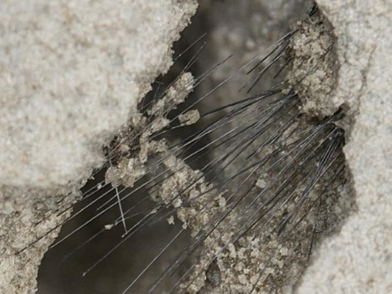 碳纖維將水泥緊密拉合，有效抑制裂紋產生，增加水泥韌性。