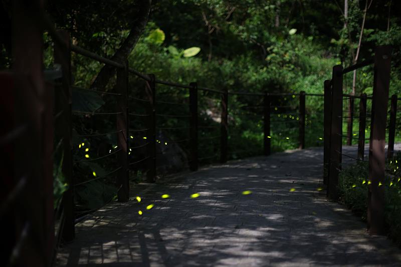 春季限定螢光晚會 八仙山自然教育中心「童螢季」開放報名