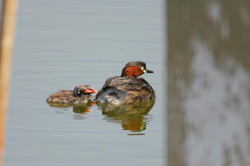 鰲鼓濕地小鸊鷉與幼雛。（鰲鼓濕地粉絲團提供）