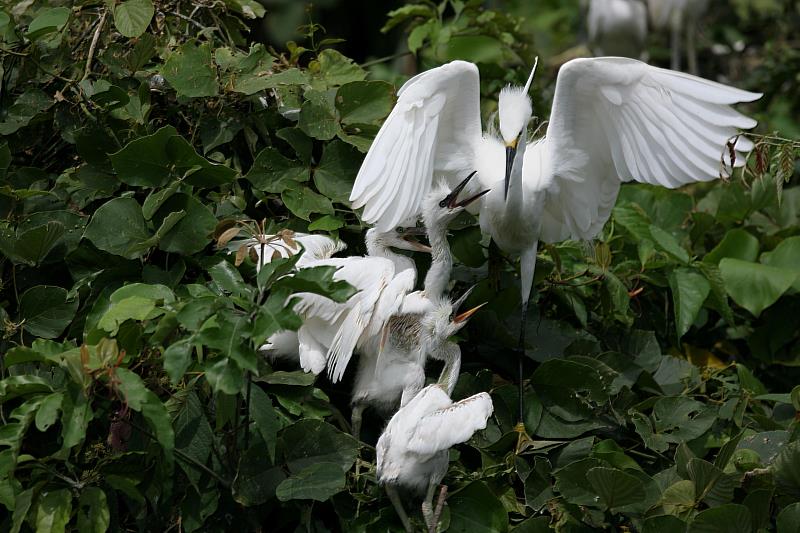 鰲鼓濕地小白鷺育雛。（鰲鼓濕地粉絲團提供）