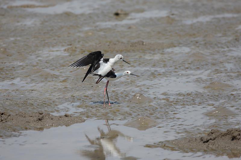 鰲鼓濕地高蹺鴴繁殖。（鰲鼓濕地粉絲團提供）