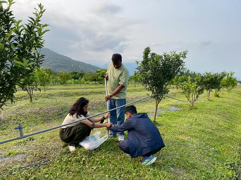 鳳林試驗田挖取土樣，以便測定黃碳變化量。