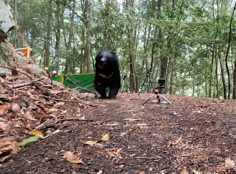 Qyawal黑熊踏出熊籠奔向山林，順利完成野放。