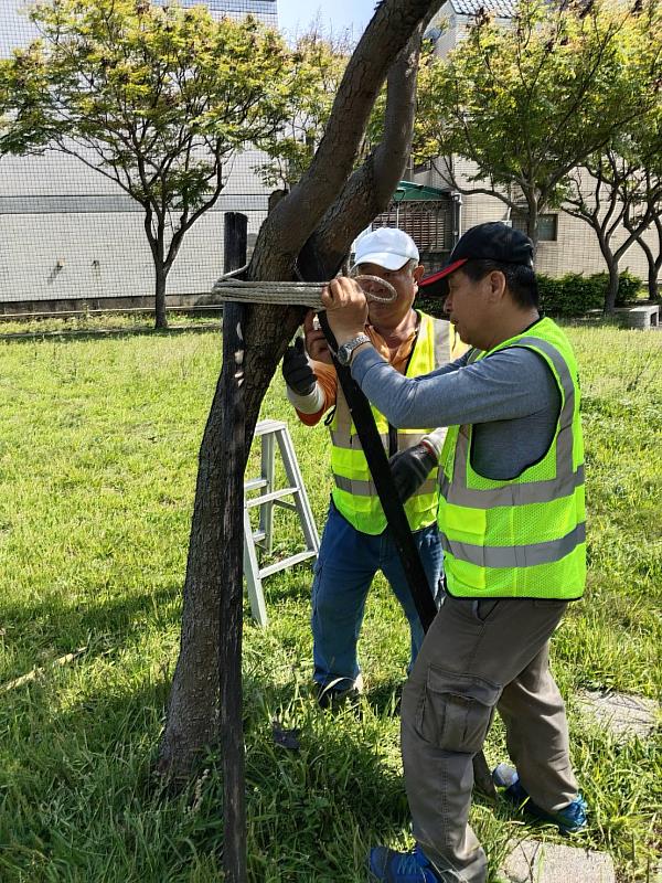 養工處針對樹木，已機動調派人力優先進行修剪，降低強風豪雨可能造成的倒塌風險。