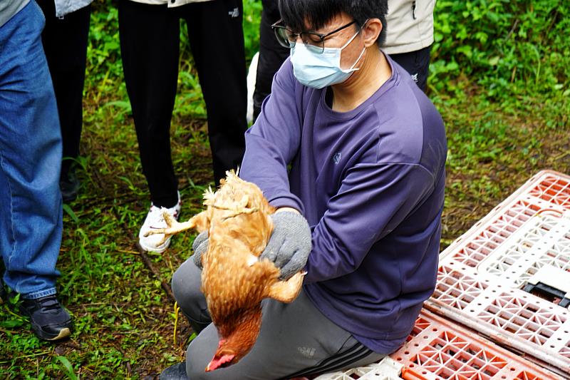 伍昭南組長為學生示範抱雞要領。