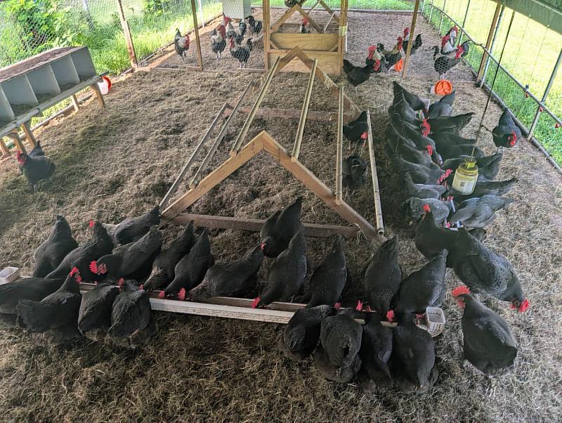 馬紹爾群島家禽飼養推廣計畫自臺灣引進原產於宜蘭、經測試已適應馬紹爾當地氣候環境的黑羽土雞肉、蛋兩用品種，初期規劃年飼養量為3,000隻蛋雞。