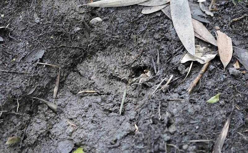 棲地營造過程中的驚喜記錄到「漢氏東方蟹」，無疑是對現場大小朋友守護行動的最美回應與鼓勵。