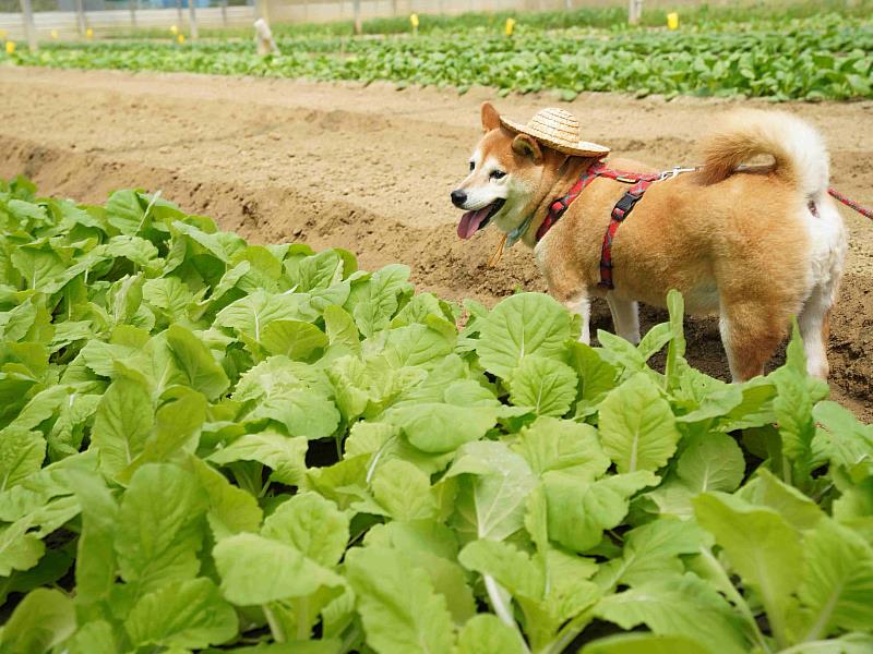 倍力寵食走過20個年頭，堅持選用在地有機蔬菜，從源頭嚴格把關品質，將食安承諾落實在毛孩的每一口日常。（資料來源：倍力寵物健康食品）
