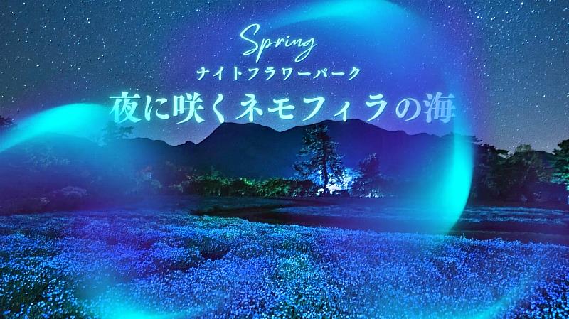 日本大分縣久住花公園首次辦「夜間花卉公園 Spring－夜間盛開的粉蝶花海」