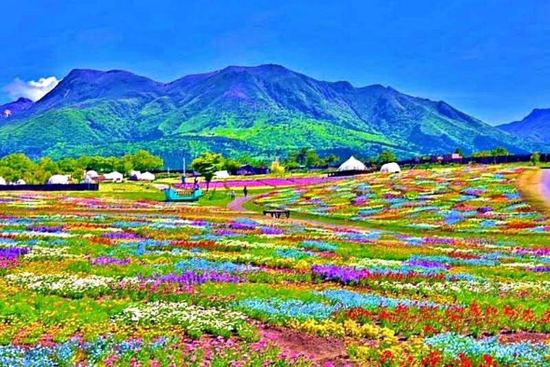 久住花公園5月份繁花盛開，彩虹菊、粉蝶花、三色堇、罌粟花、紫羅蘭、大波斯菊等相互競放，處處是五彩繽紛的花海。