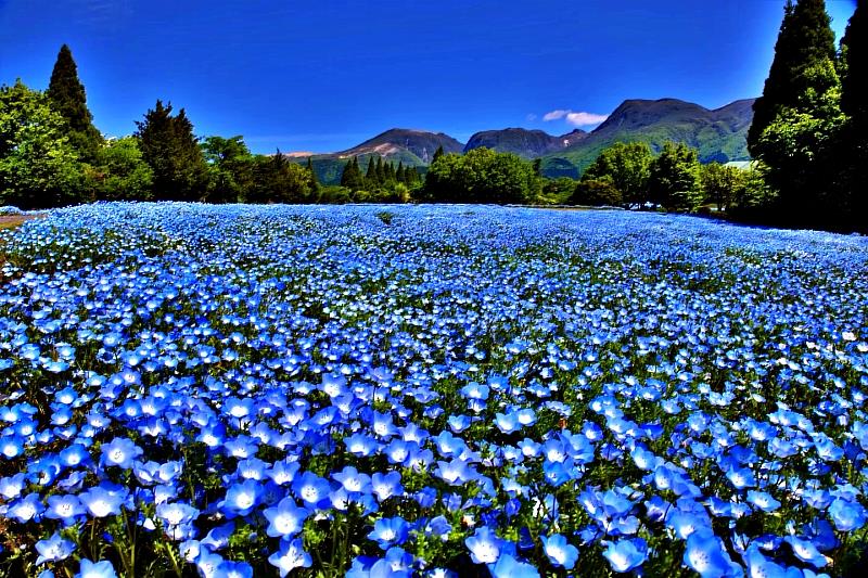 久住花公園占地約22公頃，4月份開始便有春之七色花祭，讓百萬棵花療癒你的身心，5月份繁花盛開，彩虹菊、粉蝶花、三色堇、罌粟花、紫羅蘭、大波斯菊等相互競放，處處是五彩繽紛的花海。