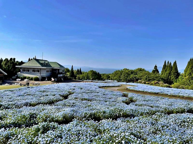 大分縣竹田市久住花公園從春季到秋季有約500種共500萬株花朵盛開。
