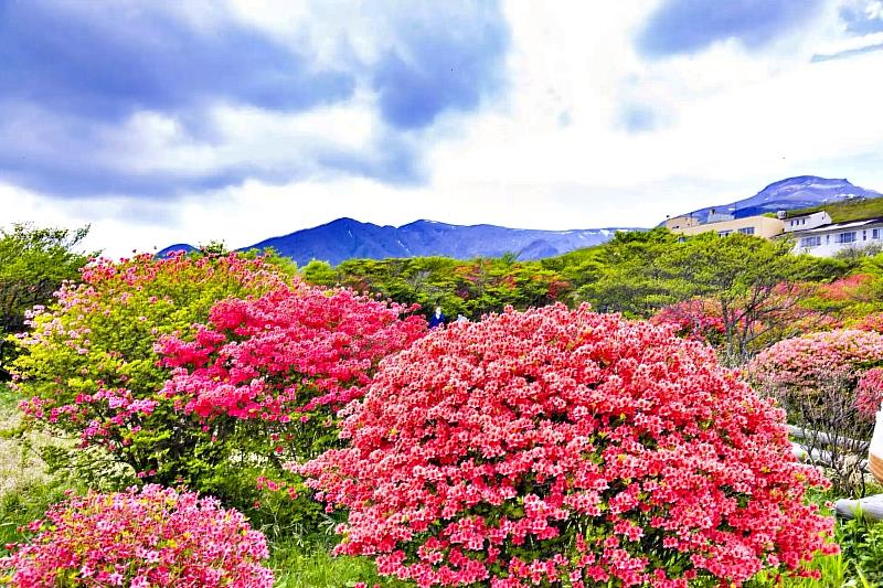 每年5月至6月上旬，正是杜鵑花的最佳觀賞期，遊客可以漫步於花園中的步道，沉浸在花海之中。